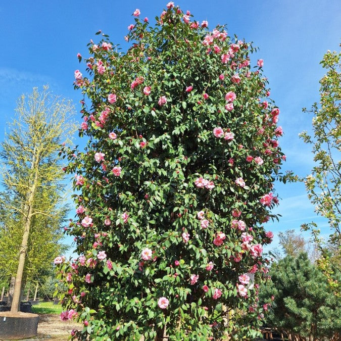 Camellia x williamsii 'Mary Phoebe Taylor'