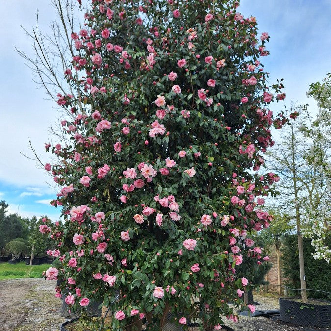 Camellia x williamsii 'Mary Phoebe Taylor'