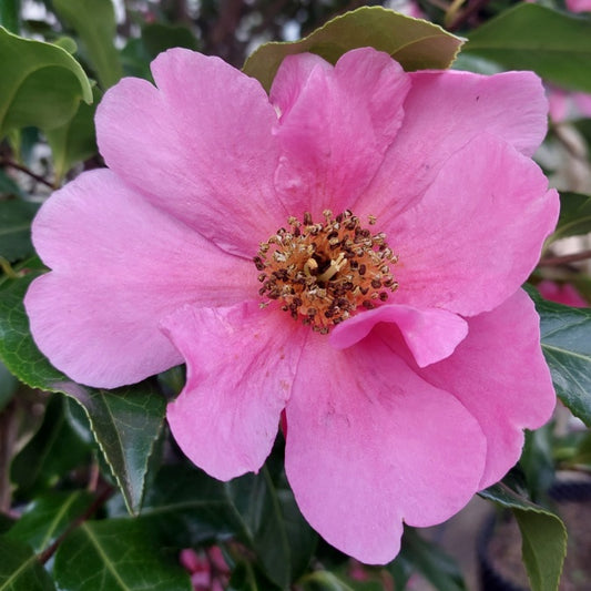Camellia x williamsii 'Mary Phoebe Taylor'