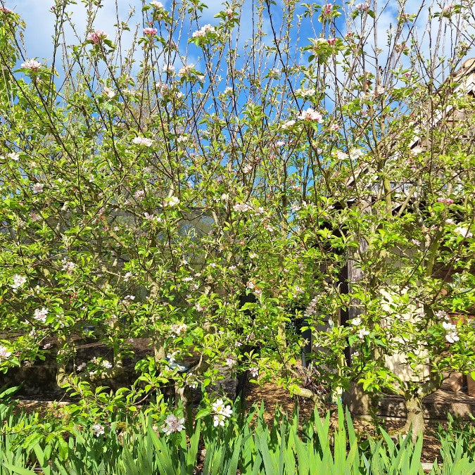 Malus d. 'Braeburn' (Pleached)