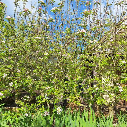 Malus d. 'Braeburn' (Pleached)