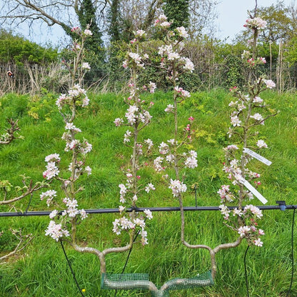 Malus d. 'Braeburn' (Pleached)