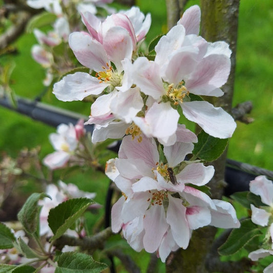 Malus d. 'Braeburn' (Pleached)