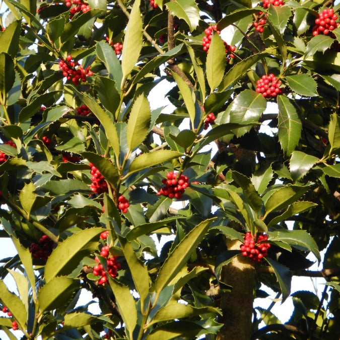 Ilex koehneana 'Chestnut Leaf' (Pleached)