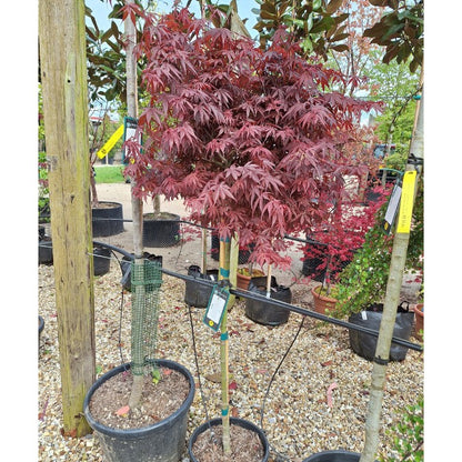 Acer palmatum 'Skeeter's Broom'