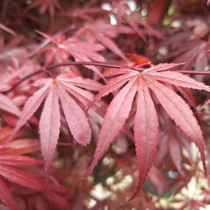 Acer palmatum 'Skeeter's Broom'