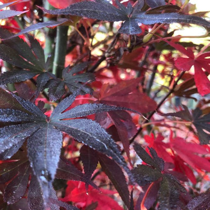 Acer palmatum 'Skeeter's Broom'