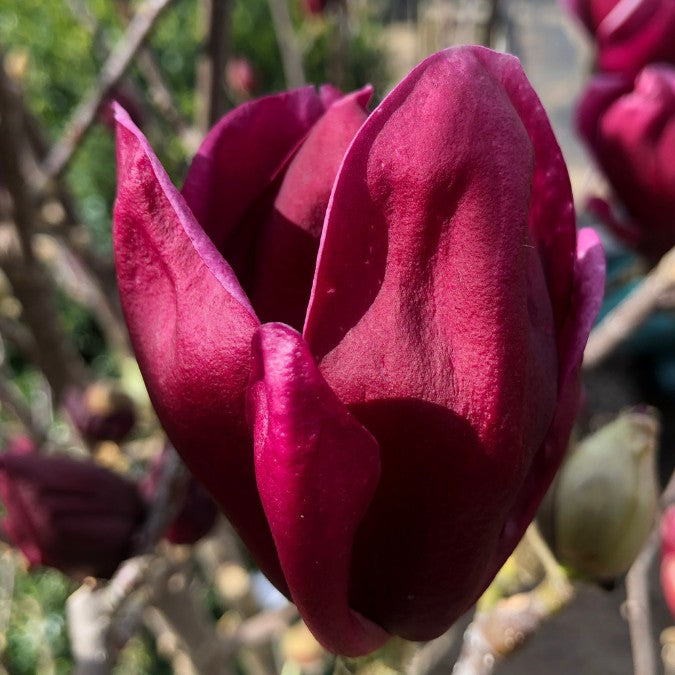 Magnolia 'Genie'