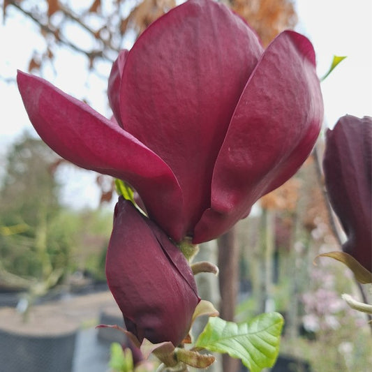 Magnolia 'Genie'