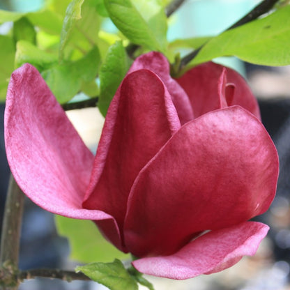 Magnolia 'Genie'