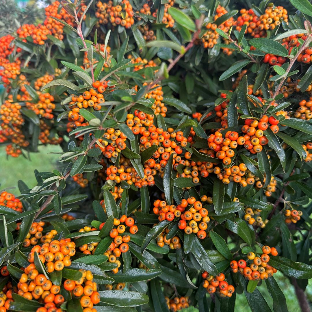 Pyracantha 'Navaho'