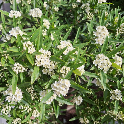 Pyracantha 'Navaho'