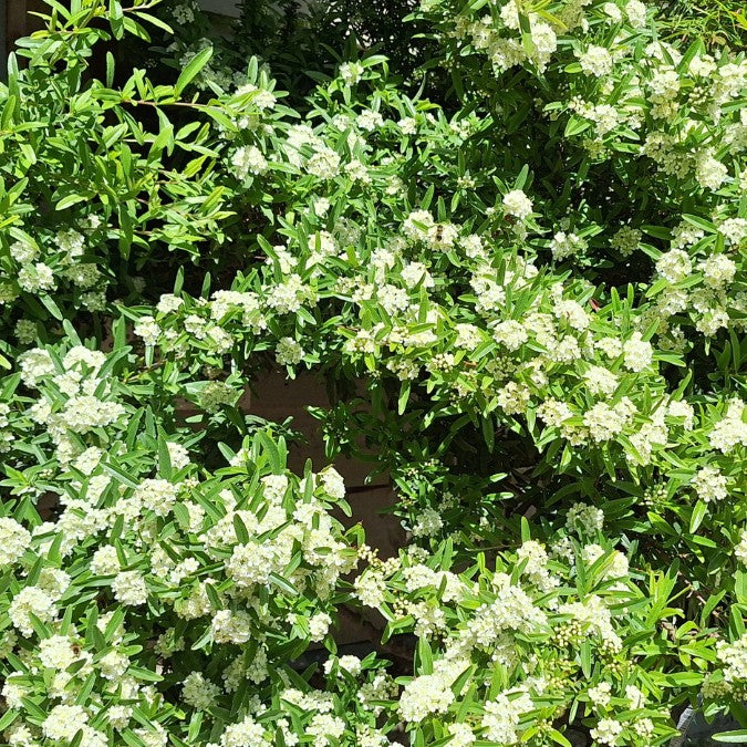 Pyracantha 'Navaho'