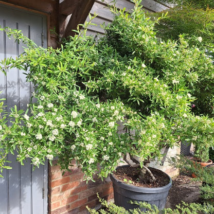 Pyracantha 'Navaho'