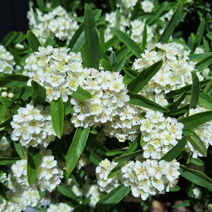 Pyracantha 'Navaho'