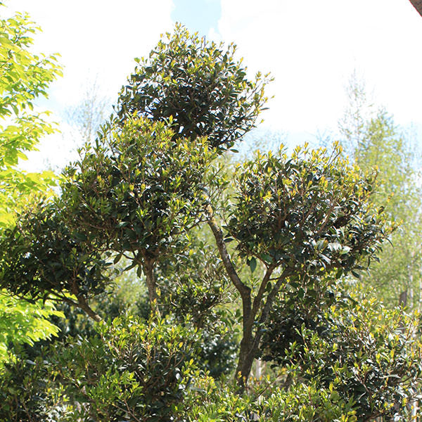 Osmanthus heterophyllus (Topiary) – Majestic Trees