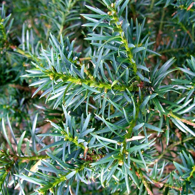 Taxus x media 'Hicksii'