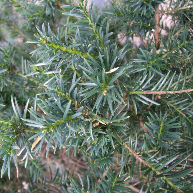 Taxus x media 'Hicksii'