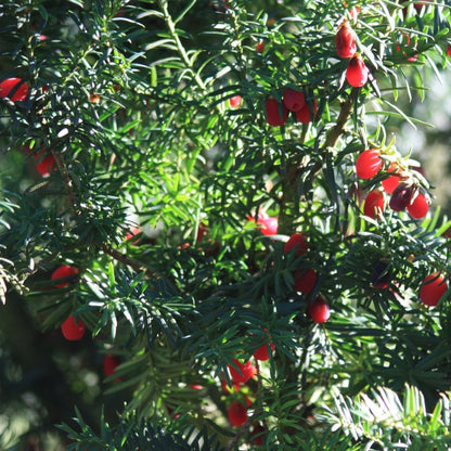 Taxus x media 'Hicksii'