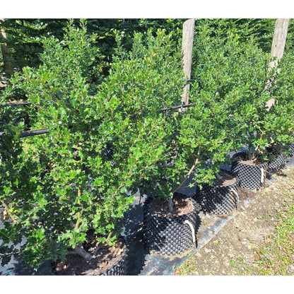 Ilex aquifolium (Hedging)