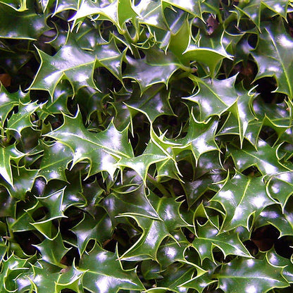 Ilex aquifolium (Hedging)