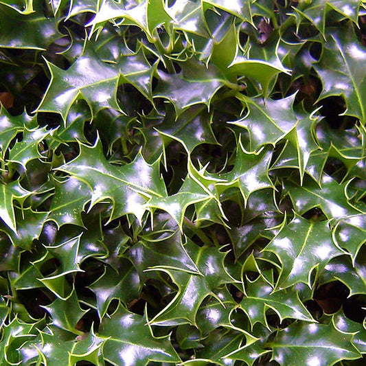 Ilex aquifolium (Hedging)
