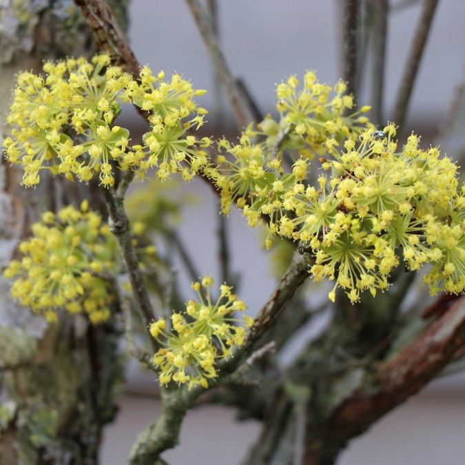 Cornus officinalis 'Robin's Pride'