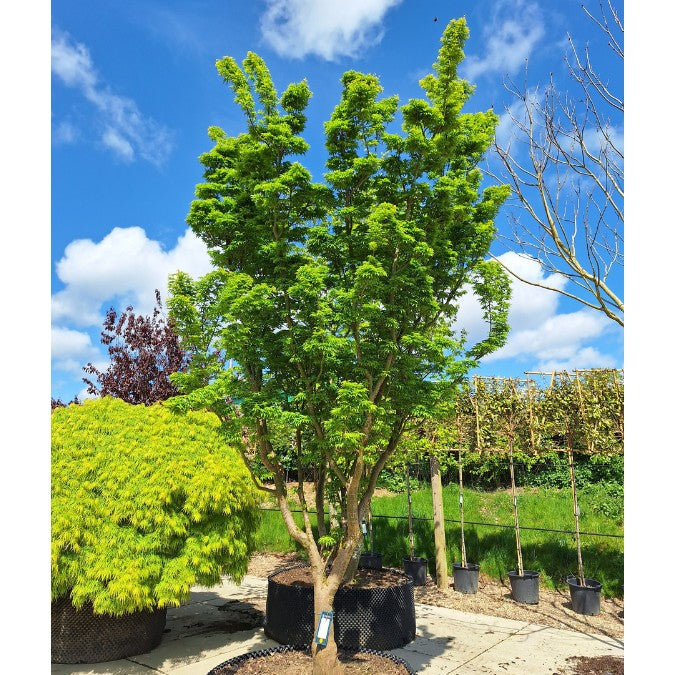 Acer palmatum 'Shishigashira'