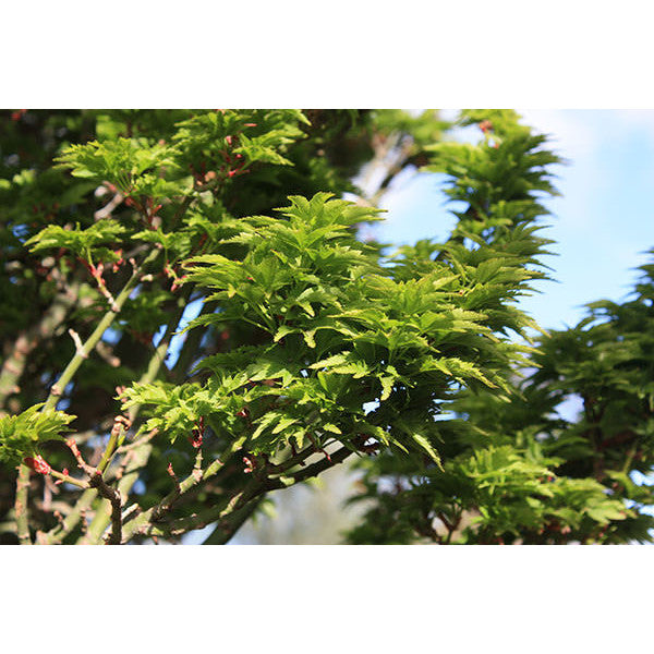 Acer palmatum 'Shishigashira'