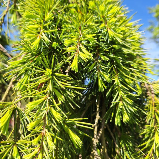 Cedrus deodara 'Feelin' Blue'