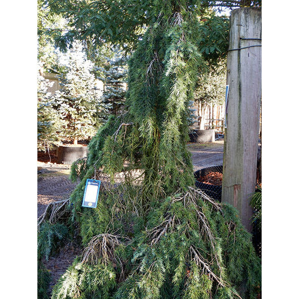 Cedrus deodara 'Feelin' Blue' – Majestic Trees
