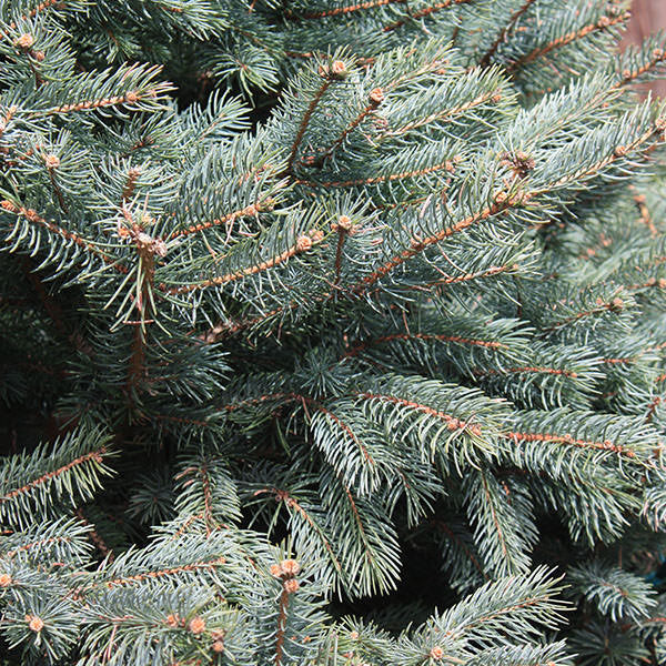 Picea pungens 'Fat Albert' – Majestic Trees