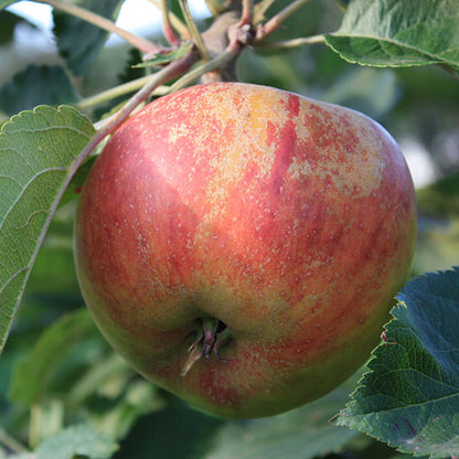 Malus d. 'Red Boskoop' (Pleached)