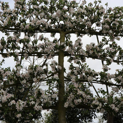 Malus d. 'Red Boskoop' (Pleached)