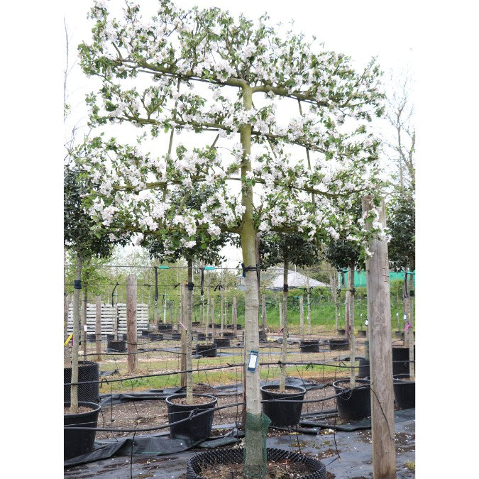 Malus d. 'Red Boskoop' (Pleached)