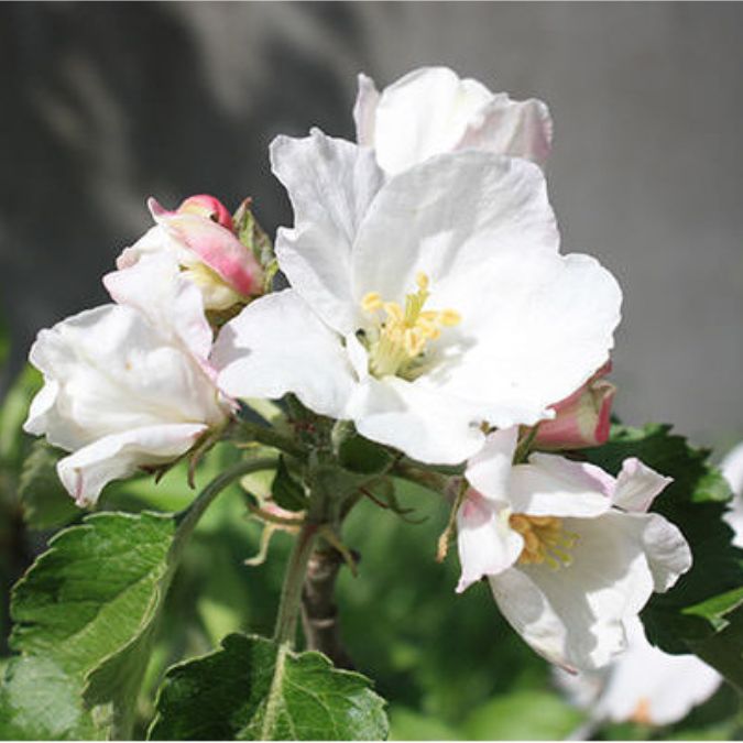 Malus d. 'Red Boskoop' (Pleached)