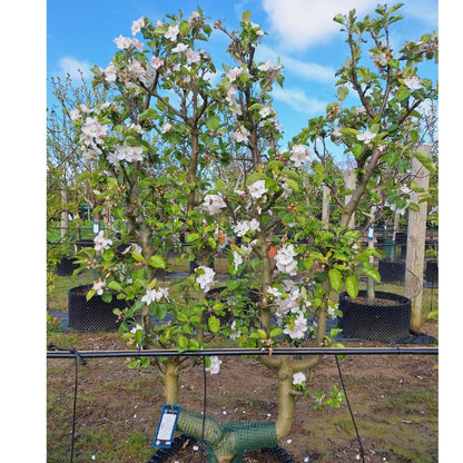 Malus d. 'Red Boskoop' (Pleached)