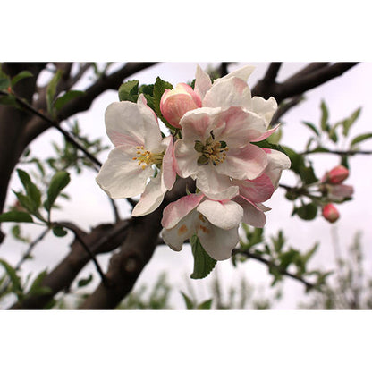 Malus domestica 'Starking' (Pleached)