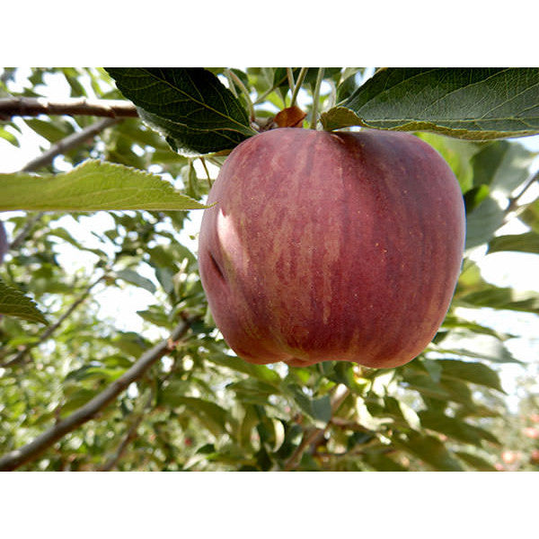 Malus domestica 'Starking' (Pleached)