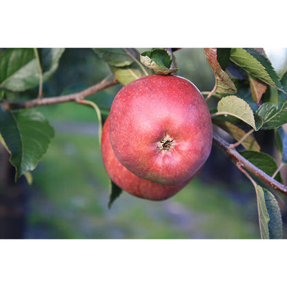 Malus domestica 'Starking' (Pleached)