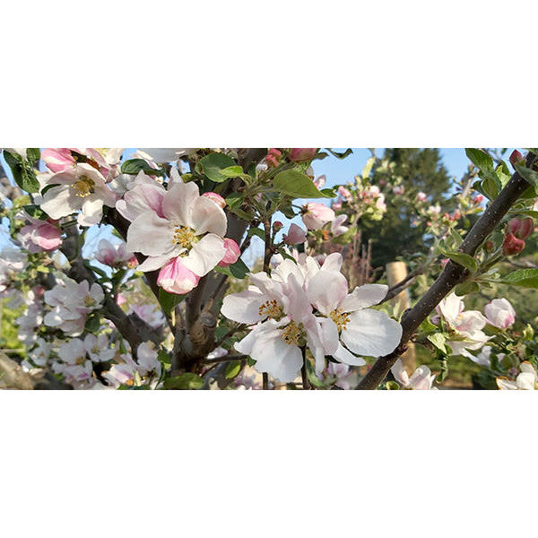 Malus domestica 'Starking' (Pleached)