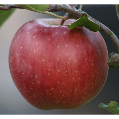 Malus d. 'Melrose'