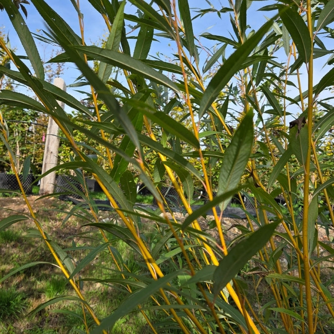 Salix viminalis