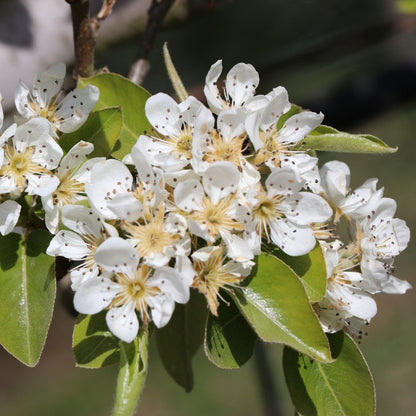 Pyrus c. 'Doyenne du Comice' (Pleached)