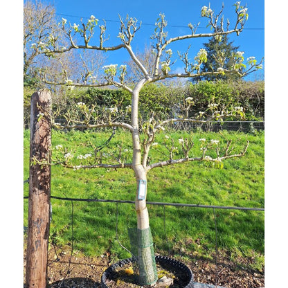 Pyrus c. 'Doyenne du Comice' (Pleached)