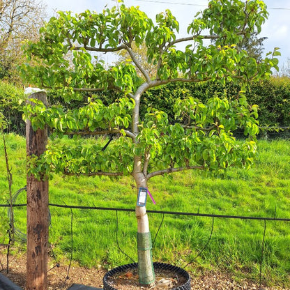 Pyrus c. 'Doyenne du Comice' (Pleached)