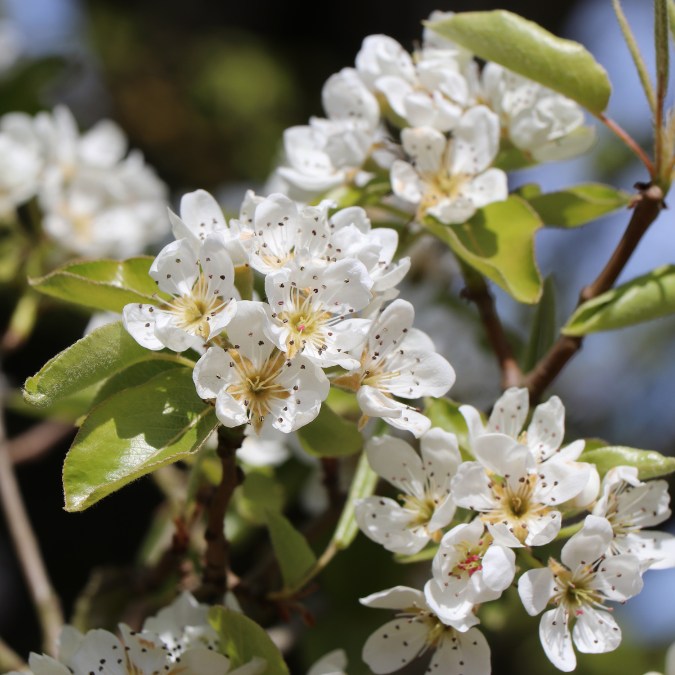 Pyrus c. 'Doyenne du Comice' (Pleached)