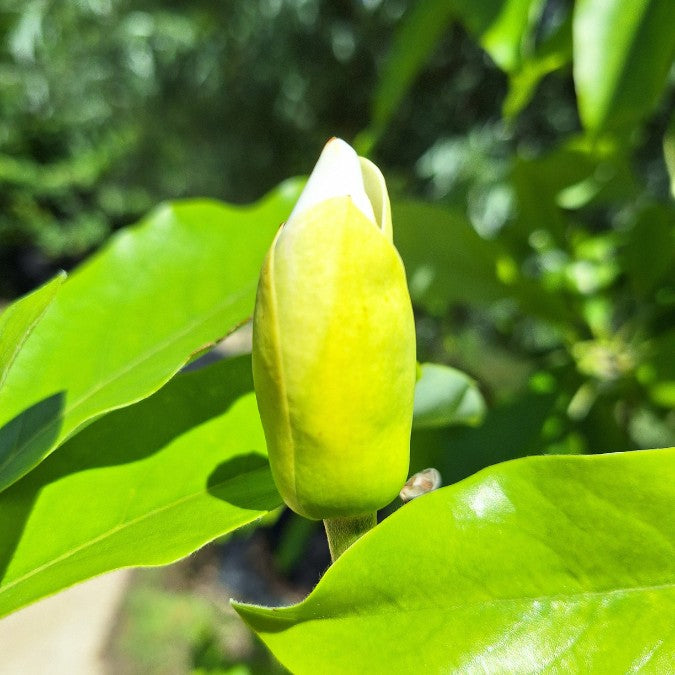 Magnolia virginiana