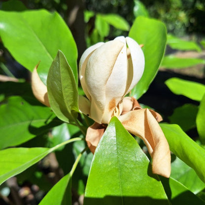 Magnolia virginiana