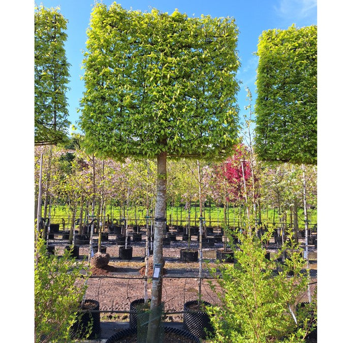Carpinus betulus 'Fastigiata' (Pleached) – Majestic Trees
